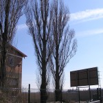 Výrub stromov topole