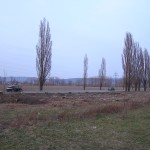Výrub topoľov